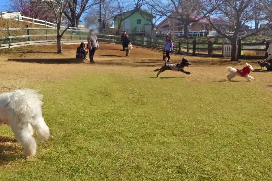 成田ゆめ牧場 ドッグラン