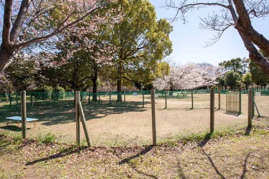 柏の葉公園ドッグラン